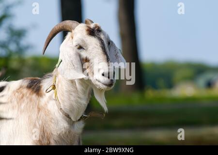 Lustige Gesicht kleine Ziege, braune Ziege, Hausziege, braune Ziege Porträt Stockfoto