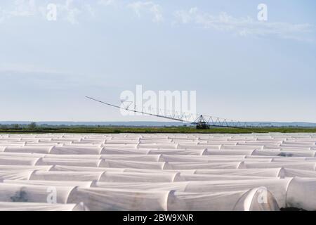 Landwirtschaftliches Feld der Kartoffel mit Gewächshäusern bedeckt Stockfoto