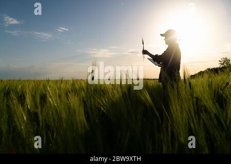Farmer mit digitalem Tablet auf einem Roggenfeld. Intelligente Landwirtschaft und digitale Transformation in der Landwirtschaft. Stockfoto