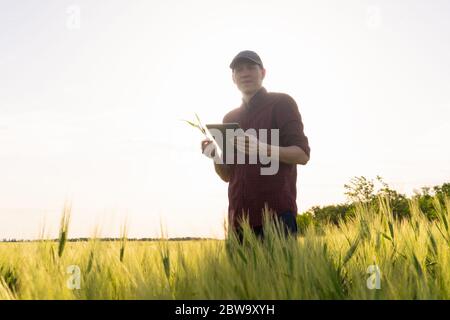 Farmer mit digitalem Tablet auf einem Roggenfeld. Intelligente Landwirtschaft und digitale Transformation in der Landwirtschaft. Stockfoto