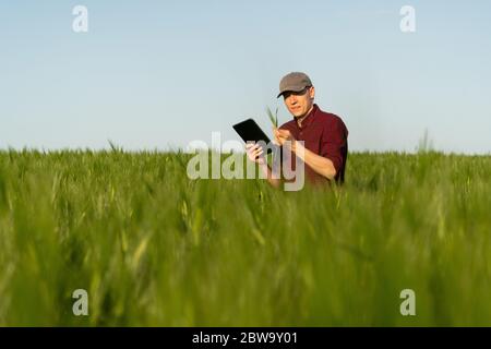 Farmer mit digitalem Tablet auf einem Roggenfeld. Intelligente Landwirtschaft und digitale Transformation in der Landwirtschaft. Stockfoto