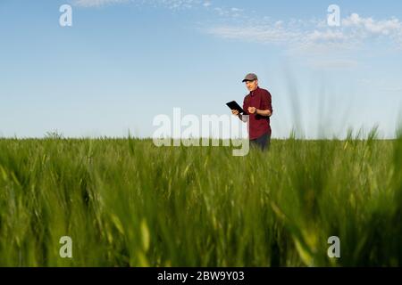 Farmer mit digitalem Tablet auf einem Roggenfeld. Intelligente Landwirtschaft und digitale Transformation in der Landwirtschaft. Stockfoto