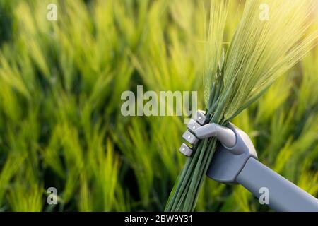 Roboter hält Roggenohren in der Hand. Intelligente Landwirtschaft und digitale Transformation in der Landwirtschaft 4.0. Stockfoto