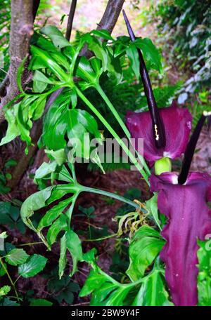 Dracunculus vulgaris ist endemisch auf dem Balkan und erstreckt sich bis nach Griechenland, Kreta und den Ägäischen Inseln, sowie in den südwestlichen Teilen von Anat Stockfoto