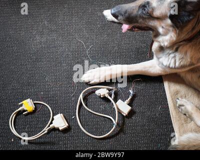 Computerkabel, die von Hund zerstört wurden, der auf einer Matte lag Stockfoto