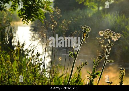 Grantham Canal, Vale of Belvoir Stockfoto