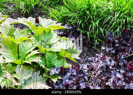 Heuchera „Obsidian“ Dunkle Blätter hellgrün Rodgersia podophylla Miscanthus sinensis Kontrast Dekorative Frühlingsgartenkante mehrjährige Pflanzen wachsen Stockfoto