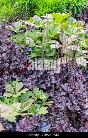 Rodgersia podophylla wächst in Heuchera 'Obsidian' Stockfoto