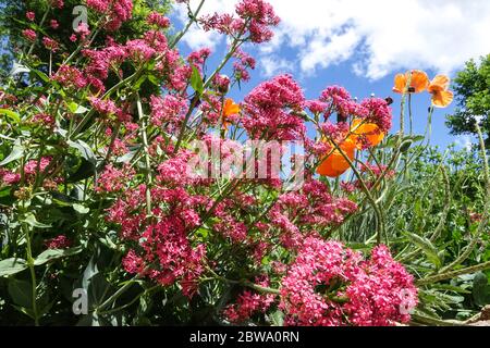 Roter Baldrian Centranthus ruber Garden Centranthus wächst im Garten Blumenbeet gegen Blue Sky Ornamental Pflanze in Bloom May Flowers June Stockfoto