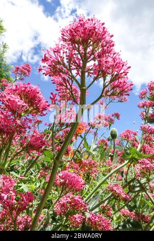 Rote Baldrian Centranthus ruber Blume gegen Himmel Stockfoto