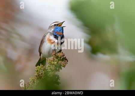 Die ganze Schönheit des Bluethroat-Männchens (Luscinia svecica) Stockfoto