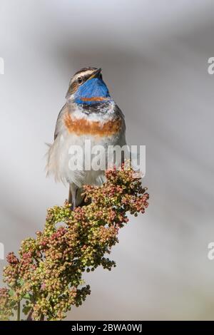 Die ganze Schönheit des Bluethroat-Männchens (Luscinia svecica) Stockfoto