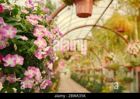 Körbe mit schönen Blumen in gewölbten Tunnel hängen. Stockfoto