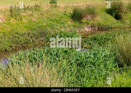 Eine Auswahl an Bildern vom Spaziergang auf der Themse in den Cotswolds, der 184 Meilen von The Source in der Nähe von Kemble bis zum Ziel in London, England, entfernt ist Stockfoto