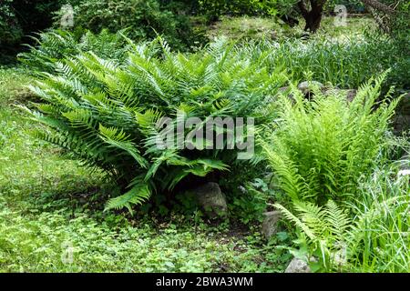 Männchen Fern Dryopteris filix-Mas wächst im Garten Stockfoto