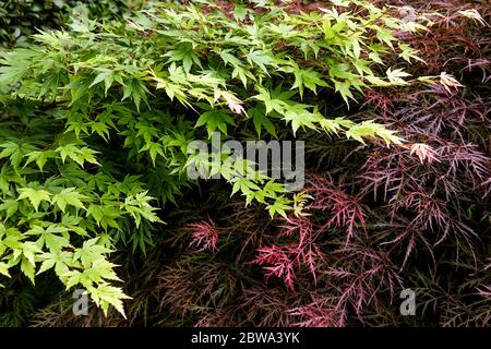 Japanischer Ahorn, Acer palmatum, roter Acer dissectum Farbkontast Stockfoto