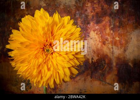 Helle bunte fröhliche, doppelte Sonnenblume, einzelne Blüte im Studio fotografiert. Stockfoto