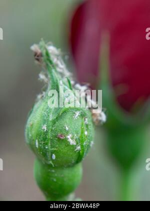 Nahaufnahme von Rosenblattformen auf einer ungeöffneten Blume, Macrosiphum rosae Stockfoto