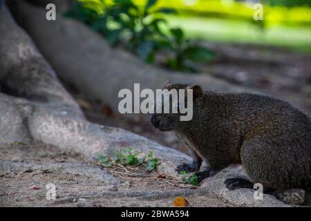 Niedliches Eichhörnchen, das auf einer Baumwurzel steht. Aufgenommen in der Nähe der National Concert Hall in Taipei, Taiwan an einem bewölkten Tag. Unscharfer Hintergrund. Weichstellung, Bokeh. Stockfoto