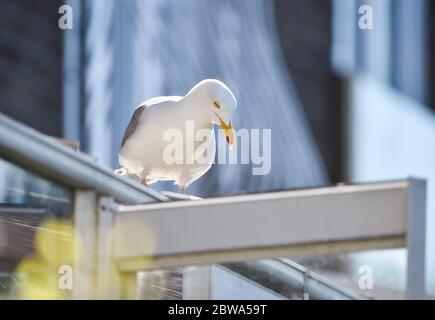 Brighton UK 31. Mai 2020 - EINE Herring Gull wartet auf die Fütterung durch einen Bewohner von Brighton an einem schönen sonnigen Frühlingsmorgen während der Coronavirus COVID-19 Pandemie-Krise. Quelle: Simon Dack / Alamy Live News Stockfoto