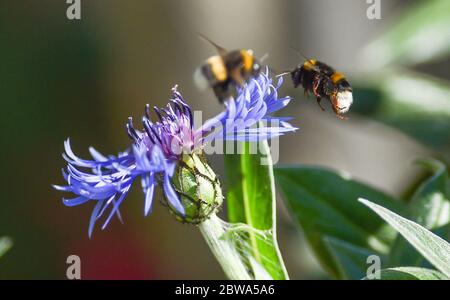 Brighton UK 31. Mai 2020 - Hummeln ernähren sich von Pflanzen in einem Brighton Garten an einem schönen sonnigen Frühlingsmorgen während der Coronavirus COVID-19 Pandemie Krise . Quelle: Simon Dack / Alamy Live News Stockfoto