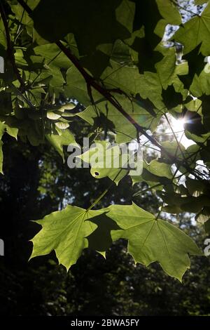 Platanusbäume (Acer pseudoplatanus), Warwickshire, Großbritannien Stockfoto