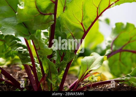 Junge Rote Bete Pflanzen mit Blättern, die auf einem Gemüsefeld in einem Polytunnel wachsen. Entwickeln Sie Ihr eigenes Konzept Stockfoto