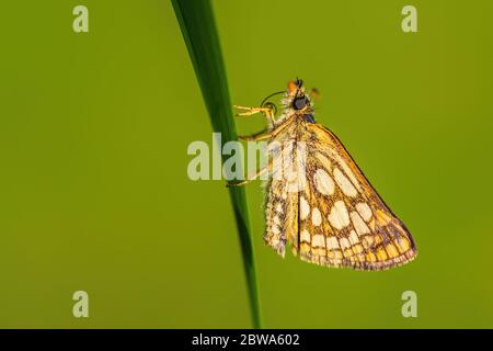 Karo-Skipper - Carterocephalus palaemon, kleiner braun-gelber gepunkteter Schmetterling aus europäischen Wiesen, Zlin, Tschechische Republik. Stockfoto