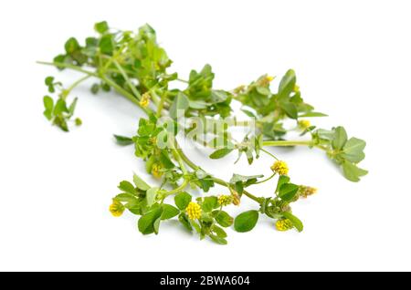 Trifolium dubium, der kleine Baumfolk, Sauerklee oder kleiner Hopfenklee oder kleiner Hopfenklee. Isoliert Stockfoto