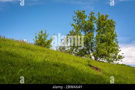 Buche (Fagus sylvatica). Einzelne Buche im Feld Stockfoto