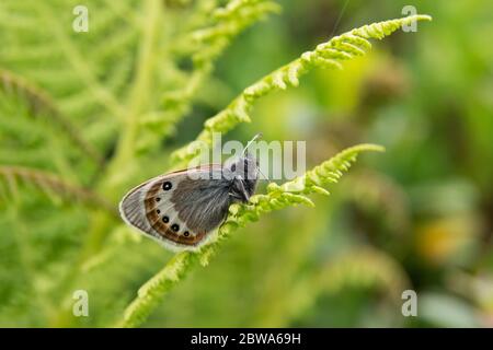 Alpine Heide (Coenonympha gardetta) auf Farn. Stockfoto