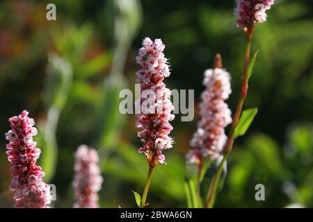 Blüten des Knoweses Bistorta affinis superbum im Morgenlicht, Stockfoto