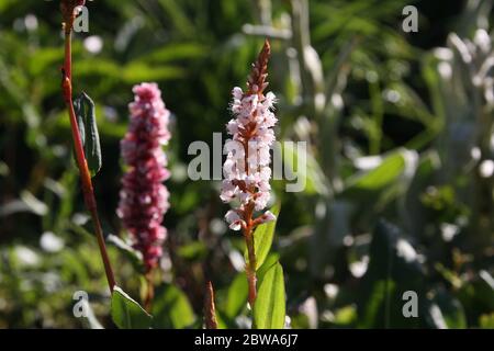 Blüten des Knoweses Bistorta affinis superbum im Morgenlicht, Stockfoto