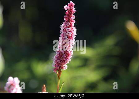 Blüten des Knoweses Bistorta affinis superbum im Morgenlicht, Stockfoto