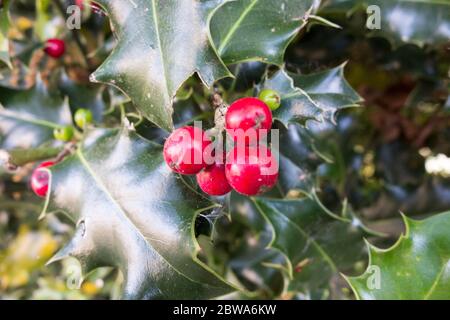 Festliche, aber giftige leuchtend rote Holly-Beeren (Ilex aquifolium) Und immergrüne Blätter Stockfoto