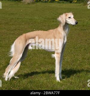 Saluki Stockfoto