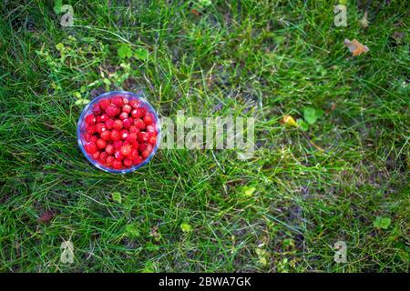 Süße Walderdbeeren liegen in einem glos auf einer grünen Wiese Sommer sonnigen Tag. Draufsicht. Stockfoto