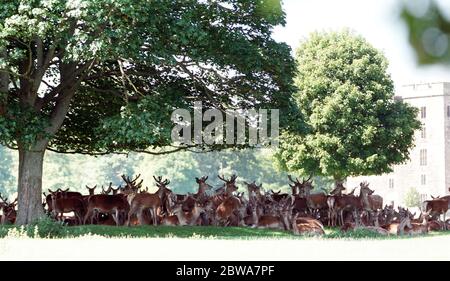 Hirsche im Raby Castle in der Nähe von Staindrop in der Grafschaft Durham, bleiben Sie im Schatten unter Bäumen, wenn das heiße Wetter andauert. Stockfoto