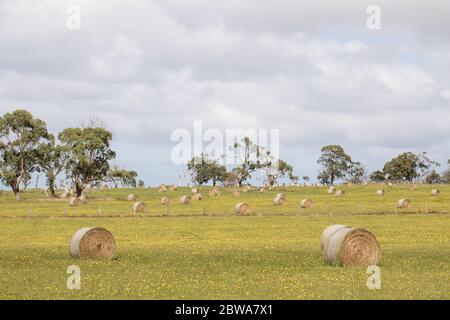 Ein Bauernhof mit gelben Blumen mit runden Heuballen, Bäume im Hintergrund, in Victoria Australien Stockfoto
