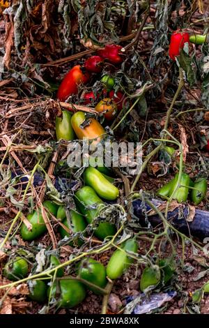 Nahaufnahme einer Gruppe von bunten grünen und roten Tomaten auf dem Boden Stockfoto