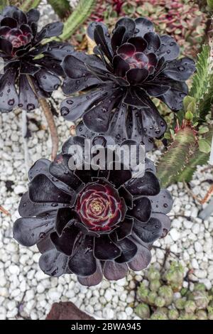 Schwarze Rose aeonium schwarze Goth Sukkulent auf grauem Kies Stockfoto