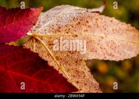 Herbstblätter mit kleinen Regentropfen auf mattem Rücken Stockfoto