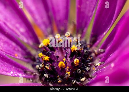 Eine Nahaufnahme einer afrikanischen Gänseblümchen, die im Inneren gelben Pollen zeigt Stockfoto