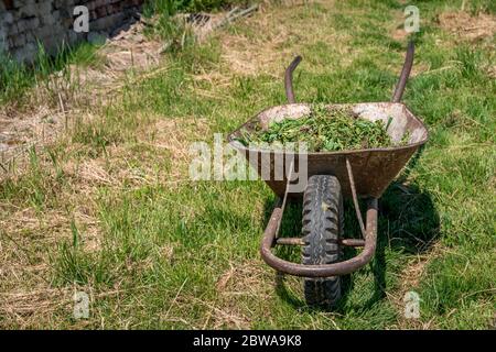 Unkraut und Gras in einem Wagen auf einem Feld auf einem Bauernhof Stockfoto