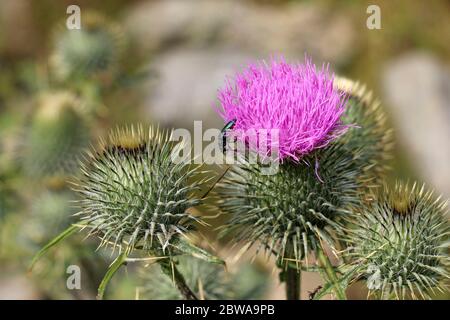 Wild Scottish Thistle (St. Mary's Thistle, Marian Scotch Distel). Schöne lila Blume durch eine grüne, gezackte, runde Zwiebel geschützt Stockfoto