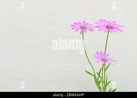 Rosa Gänseblümchen isoliert auf weißem Hintergrund. Blume wächst nahe der weißen Wand. Stockfoto