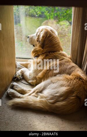 Ein aufmerksamer alter Golden Retriever Hund, wartet während er durch ein Fenster im Erdgeschoss in einem englischen Heim in Großbritannien beobachtet Stockfoto