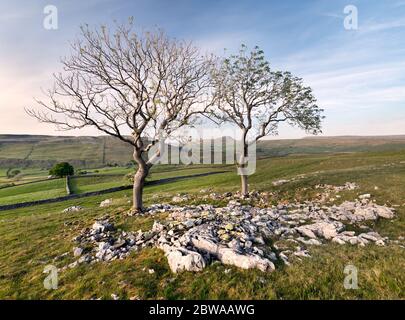 Blick auf Pen-y-gent (Zentrum) von Higher Bark, in der Nähe von Austwick, Yorkshire Dales National Park, Großbritannien Stockfoto