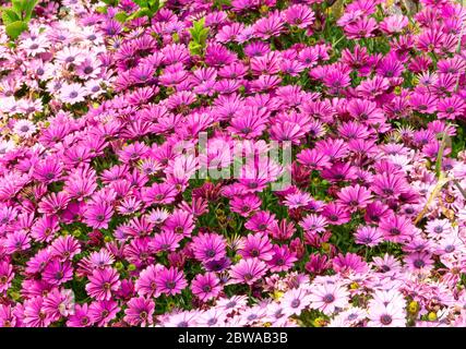 Eine Menge rosa Kamillen in einem Feld fils Vollbild. Stockfoto