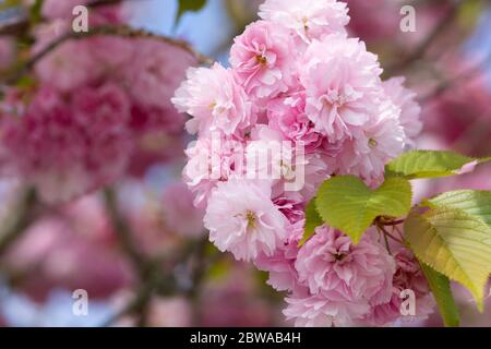 Kirschblüte oder Sakura Baum Hintergrund. Frühling, sonniger Tag. Nahaufnahme, Makrofoto. Stockfoto